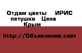 Отдам цветы    ИРИС-петушки › Цена ­ 0 - Крым  »    